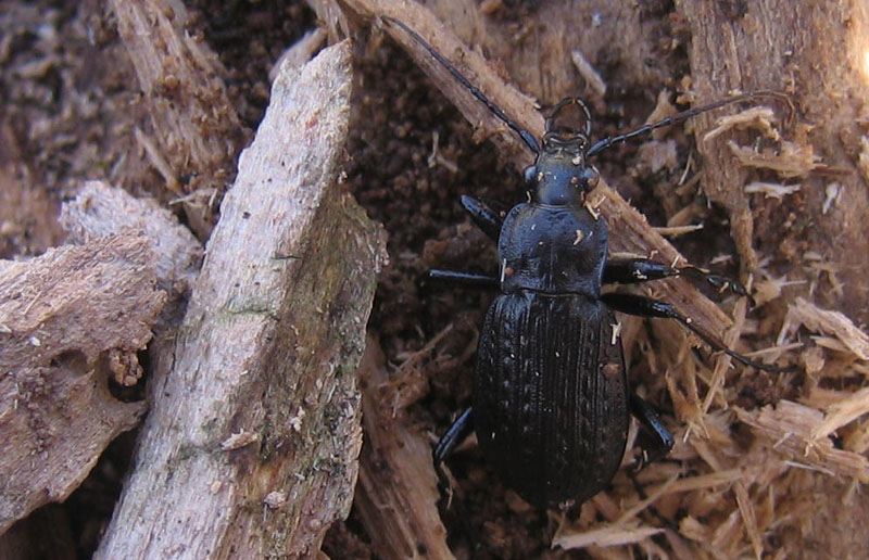 da determinare... Carabus granulatus